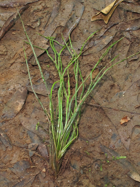 Isoetes melanopoda (Blackfoot quillwort ) #46097