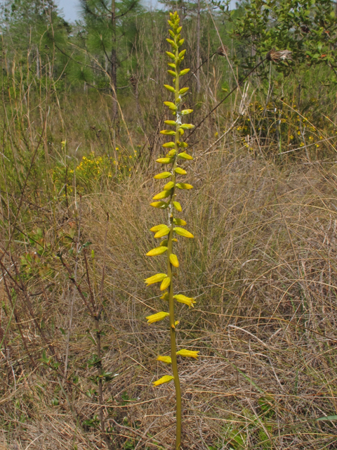 Aletris lutea (Yellow colicroot) #46178