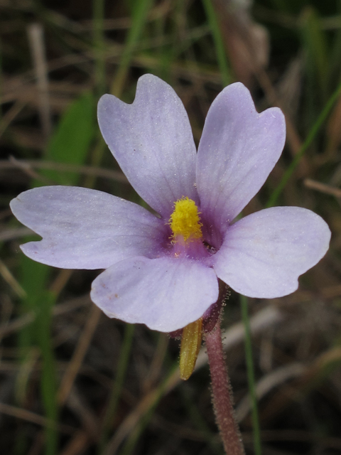 Pinguicula ionantha (Violet butterwort) #46181