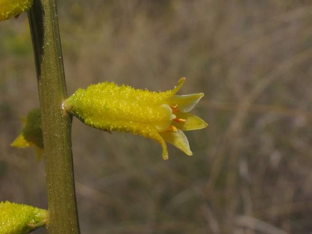 Aletris lutea (Yellow colicroot) #46200