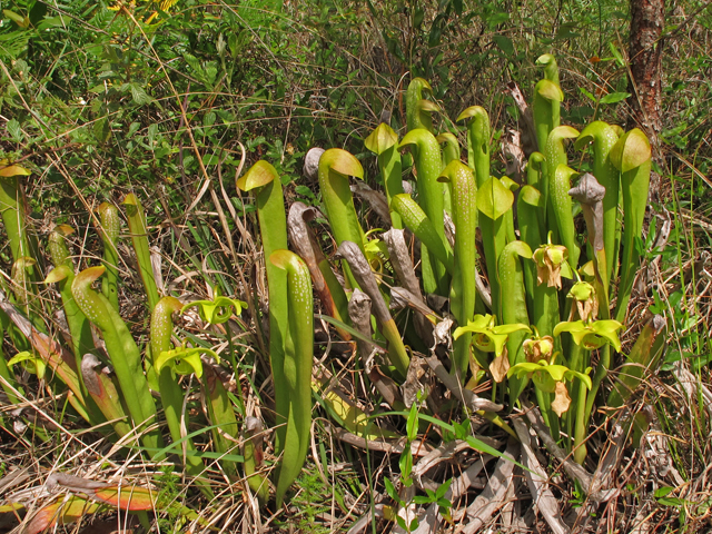 Sarracenia minor (Hooded pitcherplant) #46240