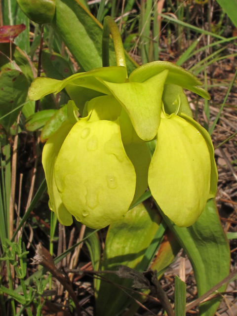 Sarracenia minor (Hooded pitcherplant) #46241
