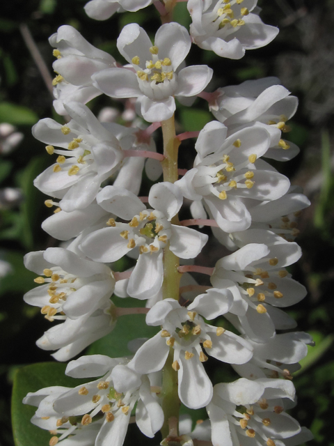 Cliftonia monophylla (Buckwheat tree) #46278