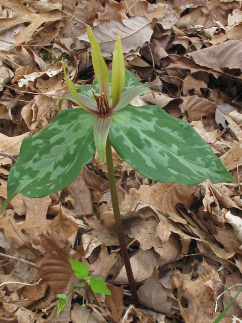 Trillium ludovicianum (Louisiana wakerobin) #46294