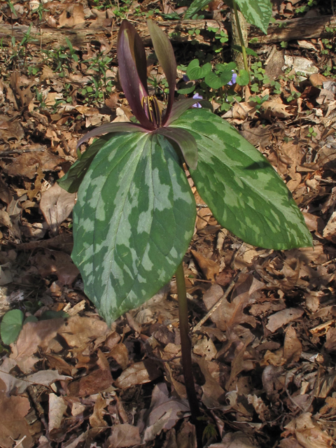 Trillium ludovicianum (Louisiana wakerobin) #46297