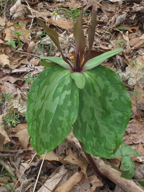 Trillium ludovicianum (Louisiana wakerobin) #46304