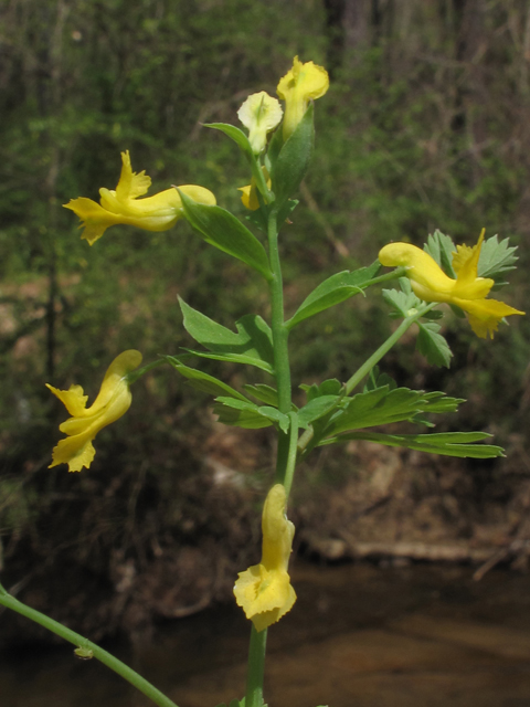Corydalis flavula (Yellow fumewort) #46309