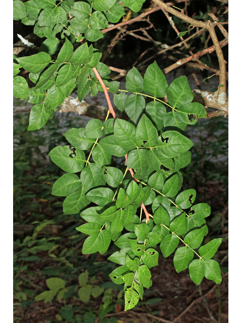 Zanthoxylum americanum (Common pricklyash) #46594