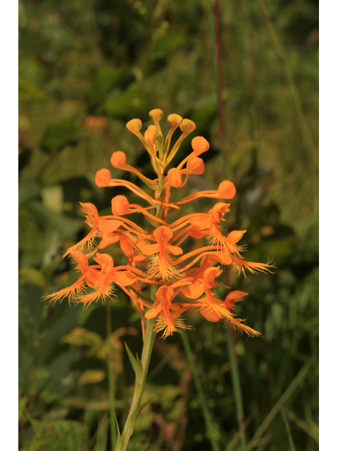 Platanthera ciliaris (Orange fringed orchid) #46606