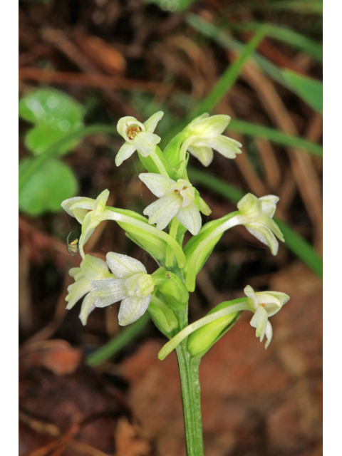 Platanthera clavellata (Small green wood orchid) #46620