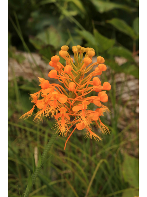 Platanthera ciliaris (Orange fringed orchid) #46625
