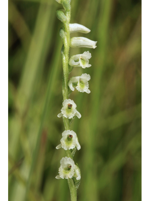 Spiranthes lacera var. gracilis (Southern slender ladies'-tresses) #46627