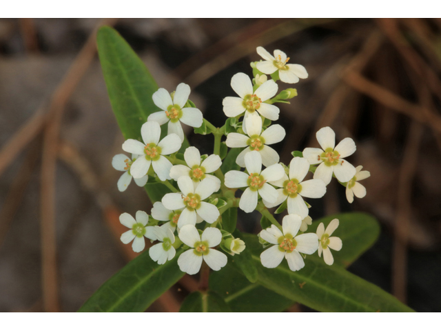 Euphorbia corollata (Flowering spurge) #46638
