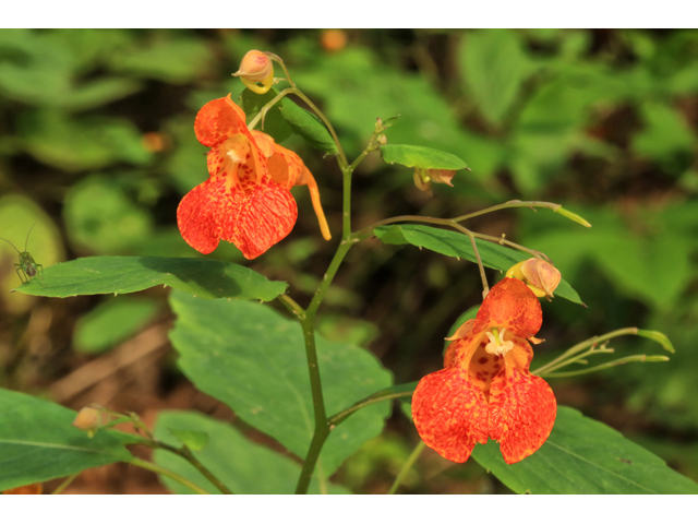 Impatiens capensis (Jewelweed) #46645