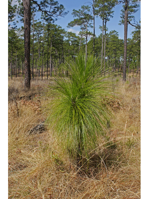Pinus palustris (Longleaf pine) #47082