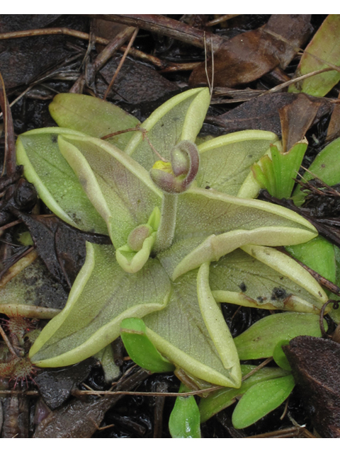 Pinguicula lutea (Yellow butterwort) #47086