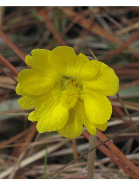Pinguicula lutea (Yellow butterwort) #47087