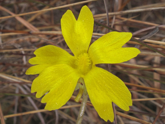 Pinguicula lutea (Yellow butterwort) #47095