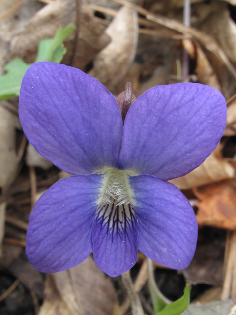 Viola palmata (Early blue hybrid violet) #47112
