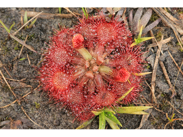 Drosera capillaris (Pink sundew) #47174