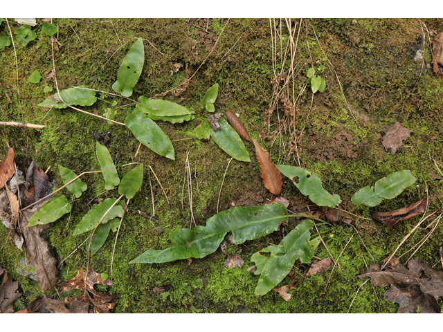 Asplenium scolopendrium var. americanum (American hart's-tongue fern) #47182