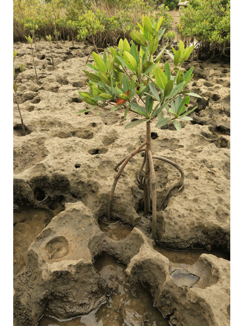 Rhizophora mangle (Red mangrove) #47189
