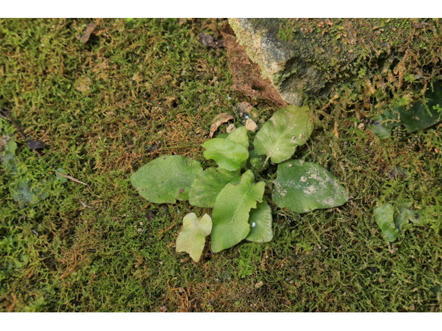 Asplenium scolopendrium var. americanum (American hart's-tongue fern) #47209