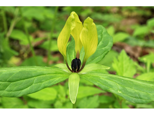 Trillium lancifolium (Lanceleaf wake-robin) #47238