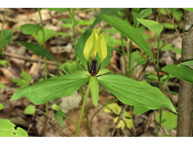 Trillium lancifolium (Lanceleaf wake-robin) #47239