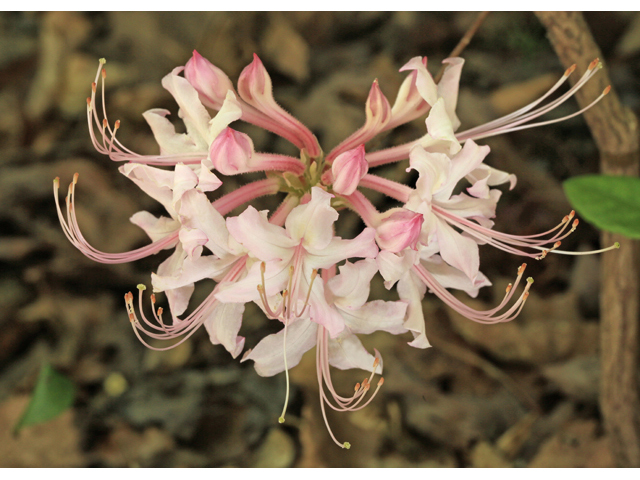 Rhododendron canescens (Mountain azalea) #47258