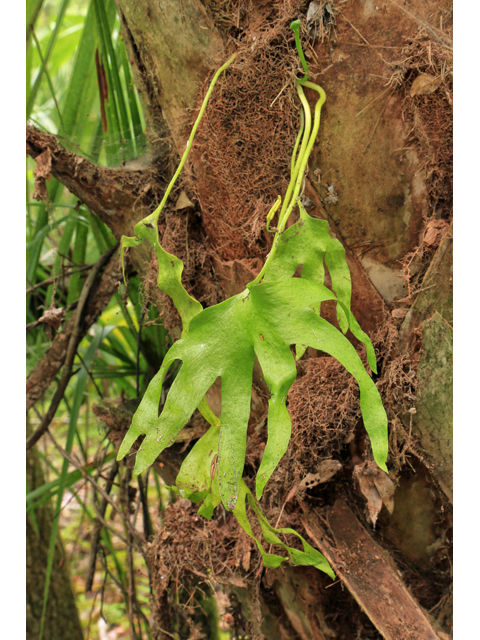 Cheiroglossa palmata (Hand fern) #47311