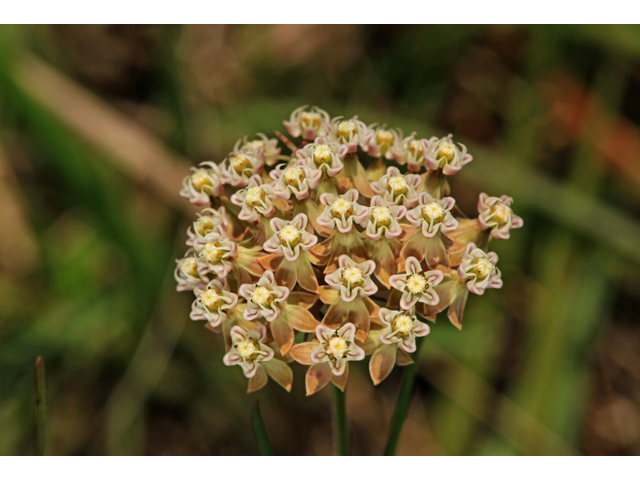 Asclepias verticillata (Whorled milkweed) #47358