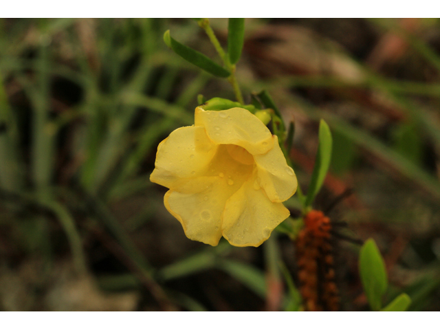 Angadenia berteroi (Pineland golden trumpet) #47362