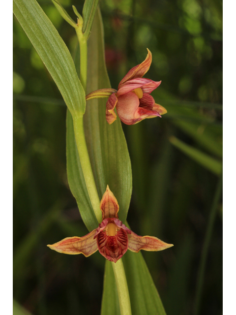 Epipactis gigantea (Stream orchid) #48053