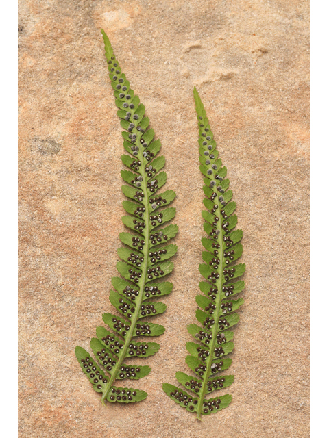 Dryopteris filix-mas (Male fern) #48060