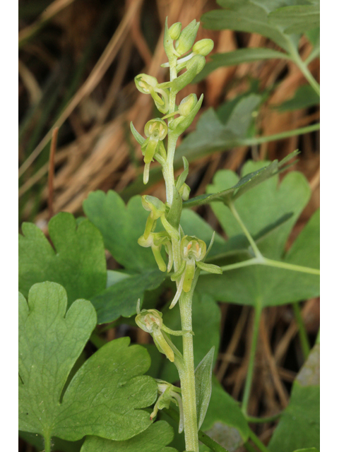 Platanthera zothecina (Alcove bog orchid) #48109