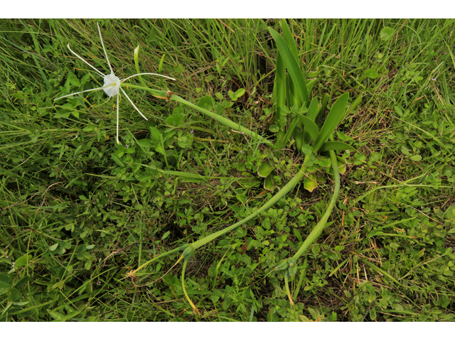 Hymenocallis puntagordensis (Punta gorda spiderlily) #48132
