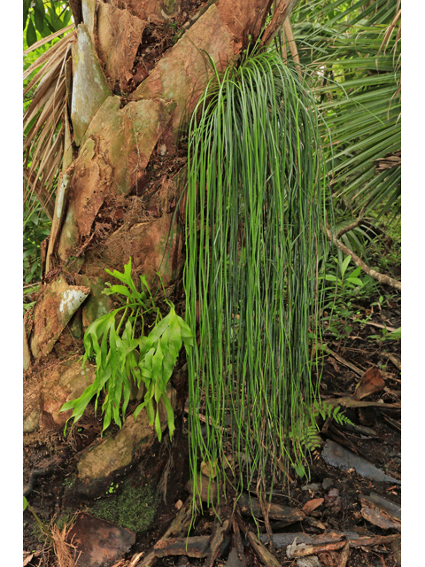 Cheiroglossa palmata (Hand fern) #48135
