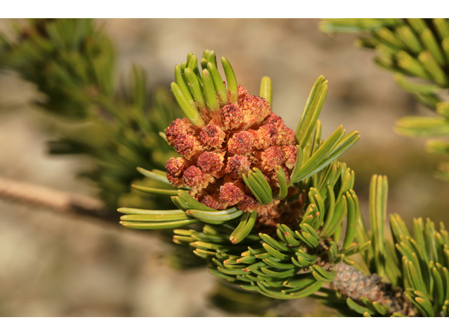 Pinus longaeva (Great basin bristlecone pine) #48157