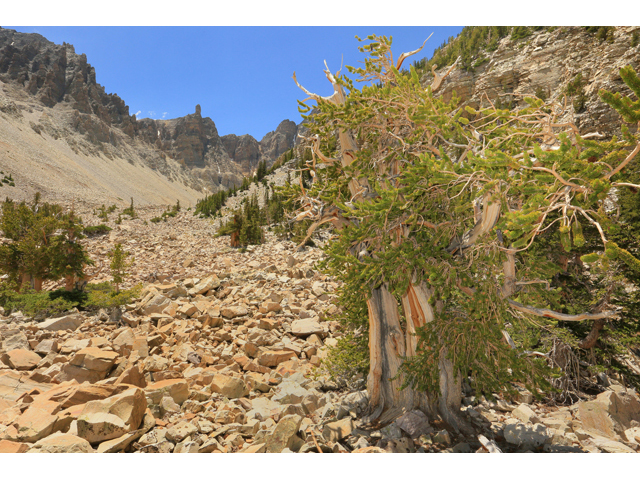 Pinus longaeva (Great basin bristlecone pine) #48190
