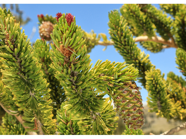Pinus longaeva (Great basin bristlecone pine) #48209