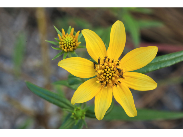 Helianthus porteri (Confederate daisy) #48215