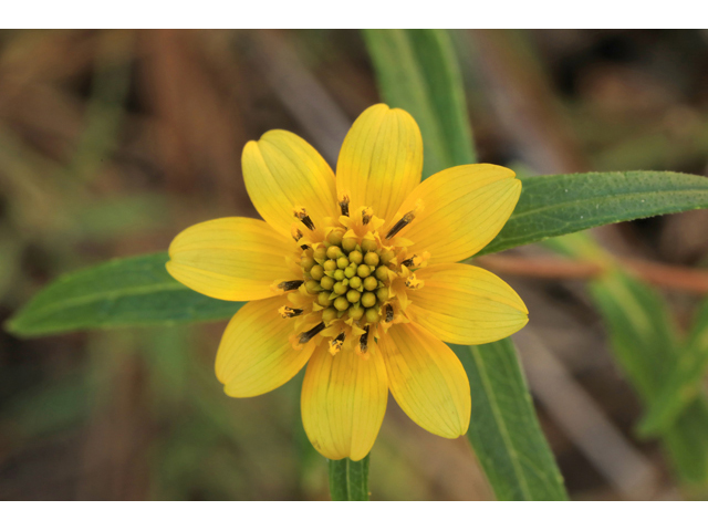 Helianthus porteri (Confederate daisy) #48217