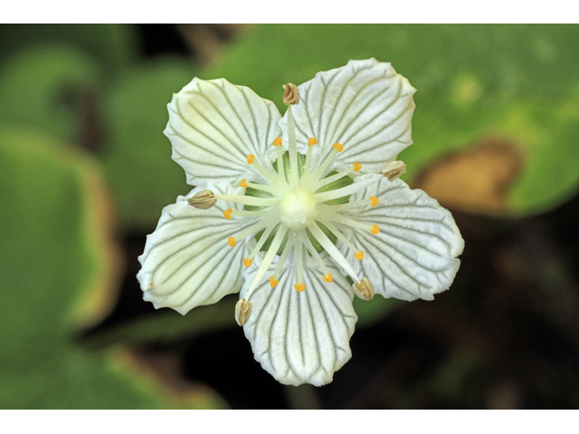 Parnassia asarifolia (Kidneyleaf grass-of-parnassus) #48226