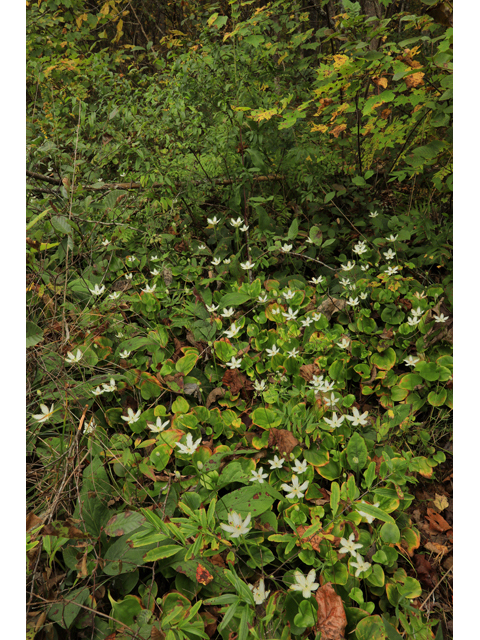 Parnassia grandifolia (Largeleaf grass-of-parnassus) #48235