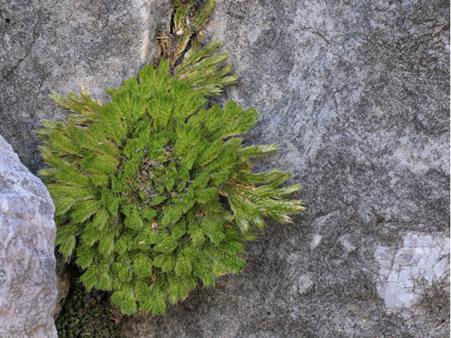 Selaginella pilifera (Resurrection plant) #48258