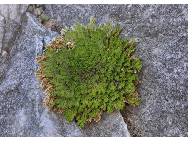 Selaginella pilifera (Resurrection plant) #48266