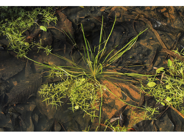 Isoetes melanopoda ssp. silvatica (Swamp forest blackfoot quillwort) #48303