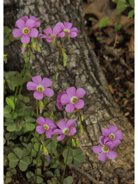 Oxalis violacea (Violet woodsorrel) #48328