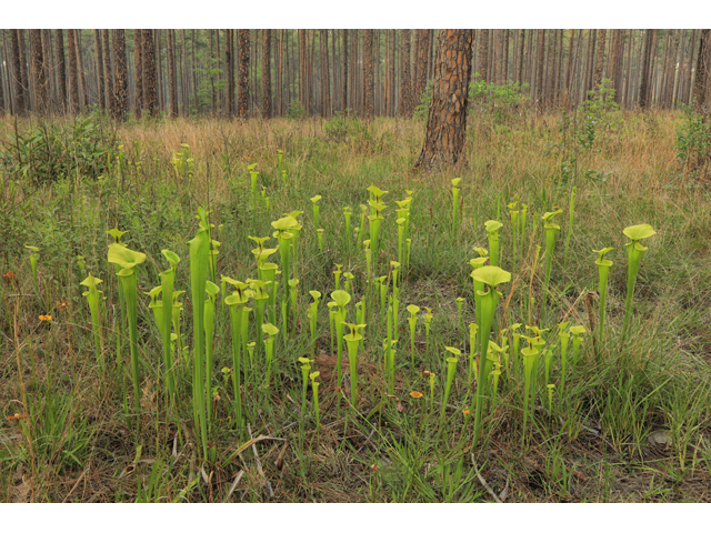 Sarracenia flava (Yellow pitcherplant) #50182